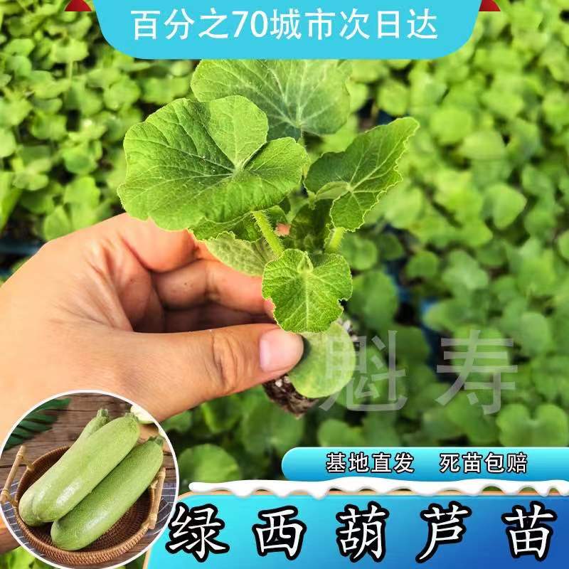 魁寿四季简单西葫芦便宜