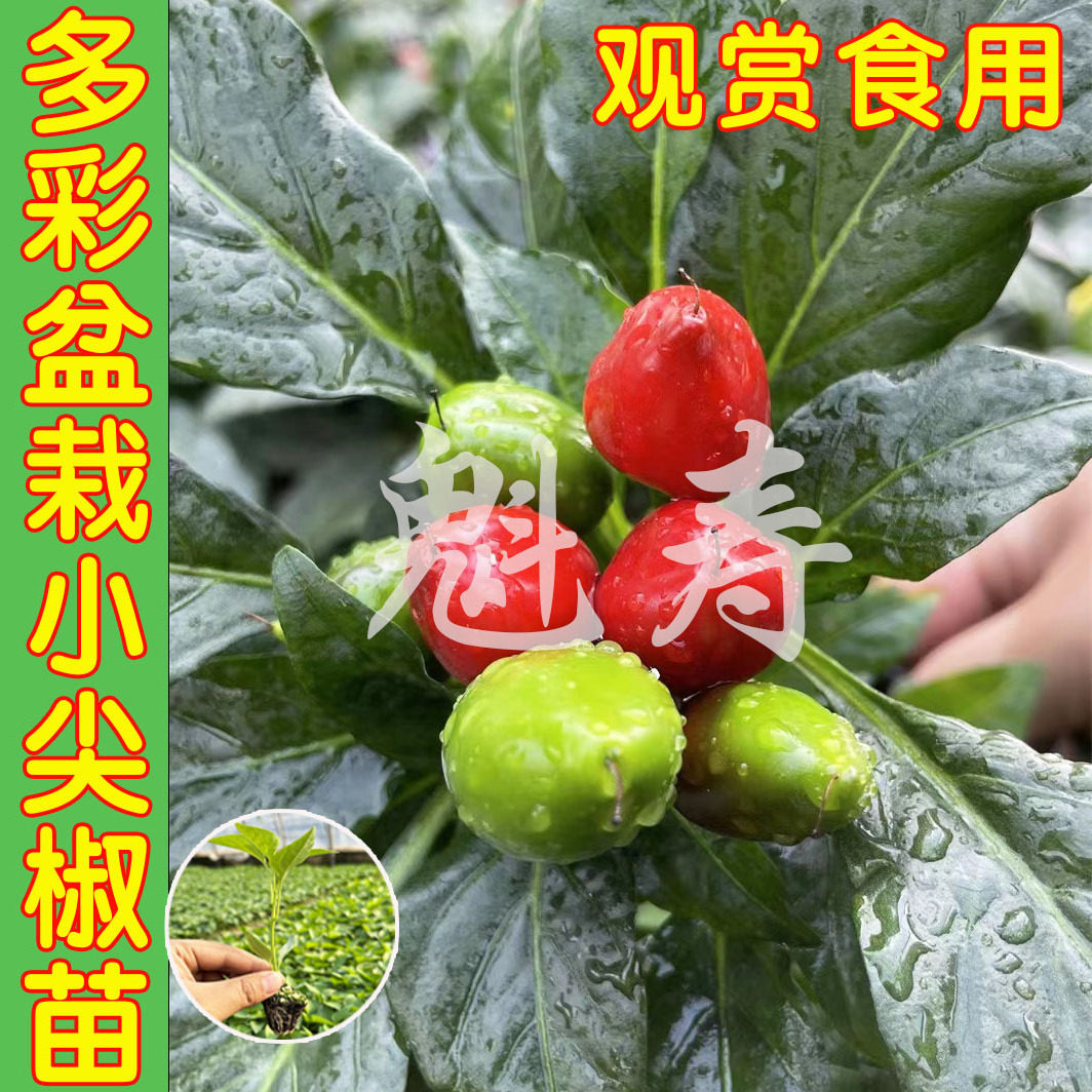 五彩椒种子七彩辣椒种籽四季朝天椒辣椒种孑蔬菜种苗小米盆栽南方