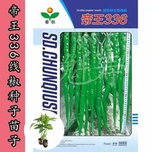 帝王336线椒种苗子长线椒种籽高产早熟春秋大田四季 室内盆栽辣椒