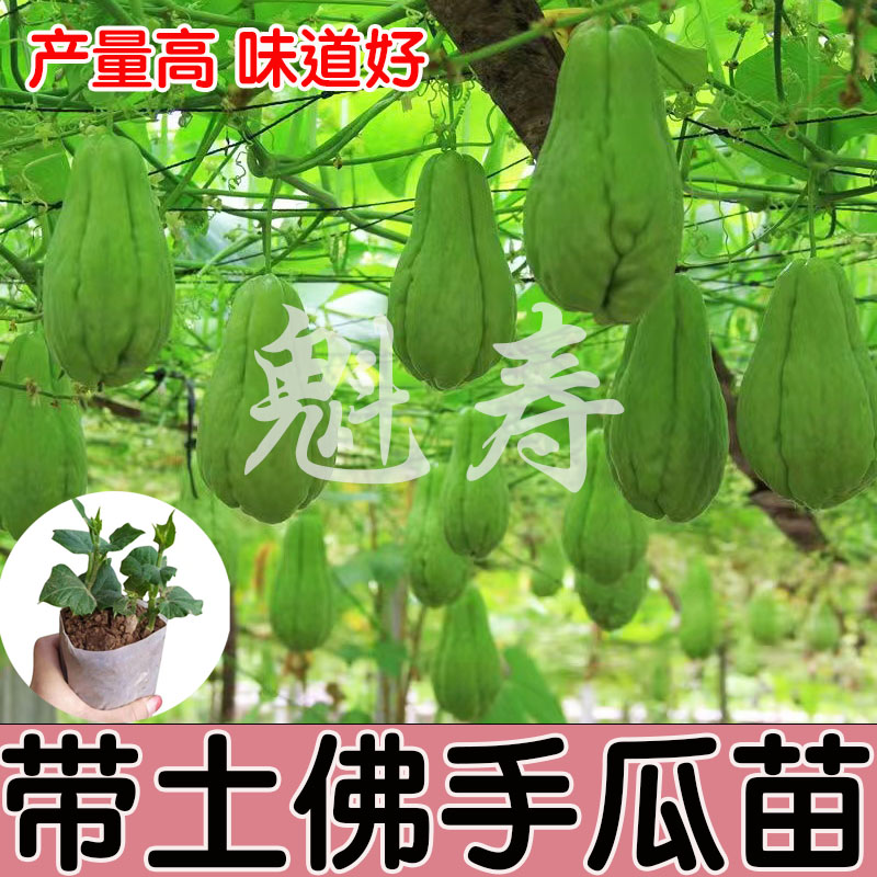 佛手瓜种子带芽佛手种瓜四季瓜苗龙须菜阳台盆栽农家爬藤蔬菜种孑