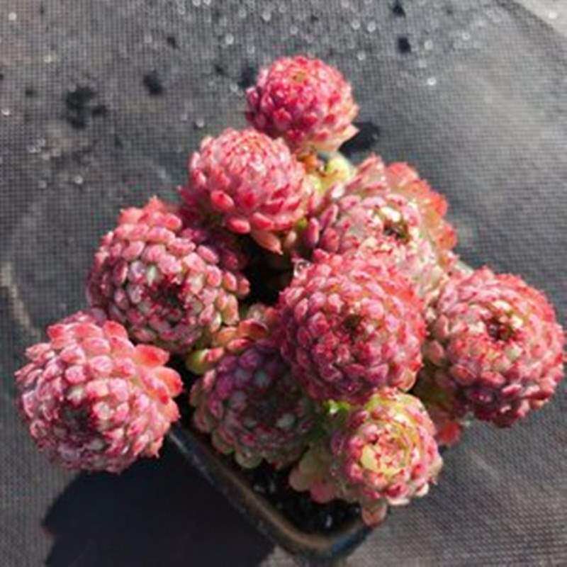 姬莲小红船红衣群生多肉植物稀有罕见品种室内阳台防辐射花卉绿.