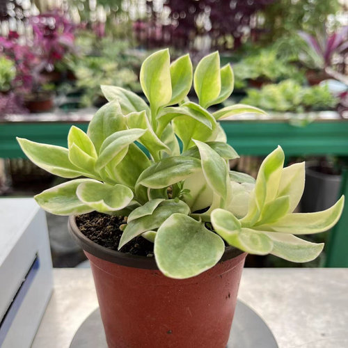 牡丹吊兰锦 牡丹吊兰锦