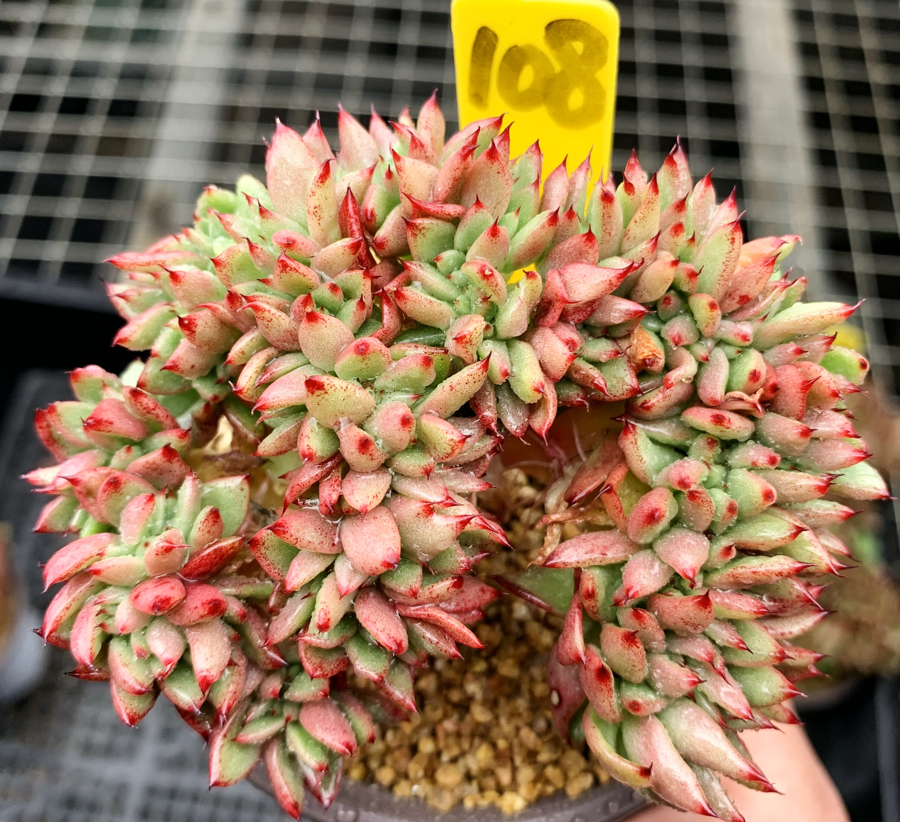 22多肉植物 多肉 魅灵缀化 9厘米u盆 有根 一物一拍!果冻 血斑a.