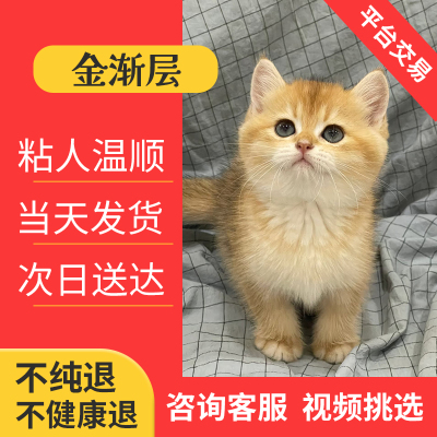 矮脚温柔蓝金紫金渐层英短可爱幼猫纯种活体赛级血统长灵动短长毛