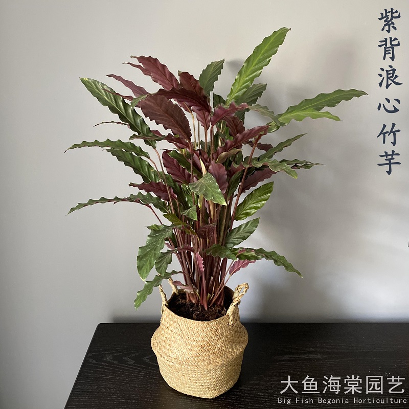 22波浪紫背竹芋网红桌面植f物水培好养室内喜阴办公室吸甲醛稀有