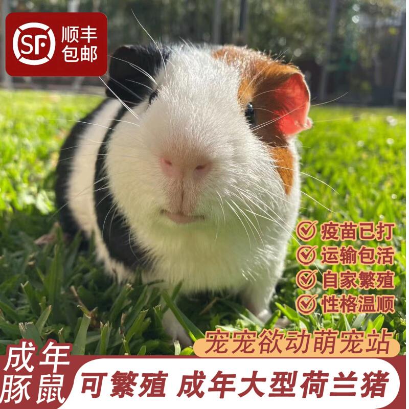 荷兰猪活物豚鼠活物鼠类小宠物家养繁殖成年荷兰鼠一对家养活体可