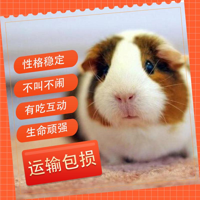 荷兰猪活物豚鼠活物鼠类小宠物活体天竺鼠自家繁殖学生宿舍饲养