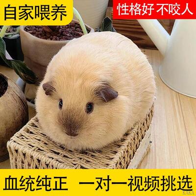 荷兰猪活物豚鼠活物鼠类小宠物宠物卡皮巴拉荷兰鼠荷兰兔彩兔幼崽