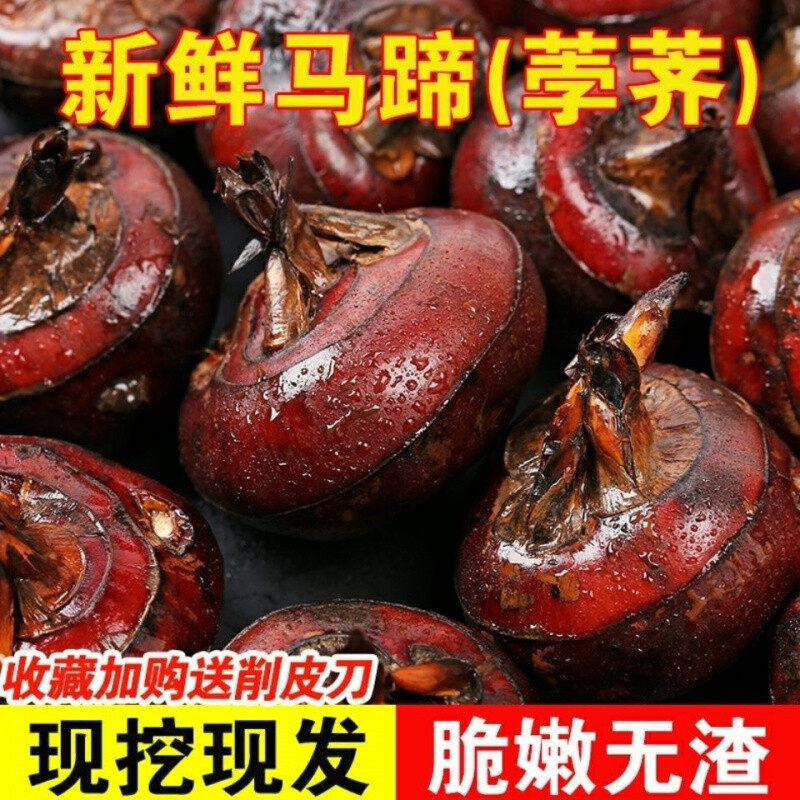 荸荠新鲜马蹄果现挖特大果即食广西荔浦特产包邮当季农家孕妇水果,水产肉类/新鲜蔬果/熟食,荸荠/马蹄,淘宝优惠券,粉丝福利购,淘宝优惠卷