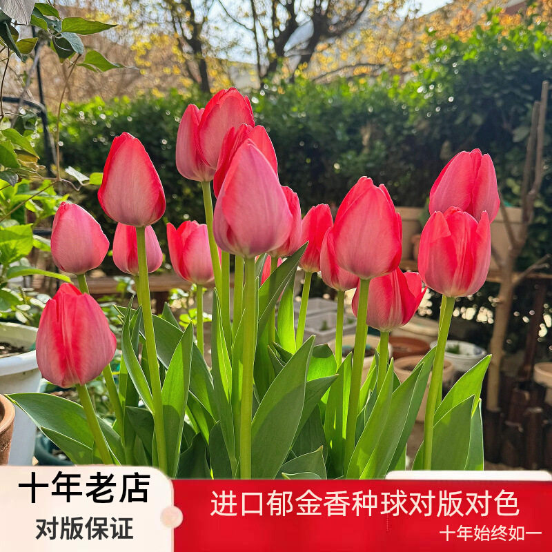 郁金香种球5度球盆栽地栽球根花卉庭院阳台耐寒植物绿植四季开花