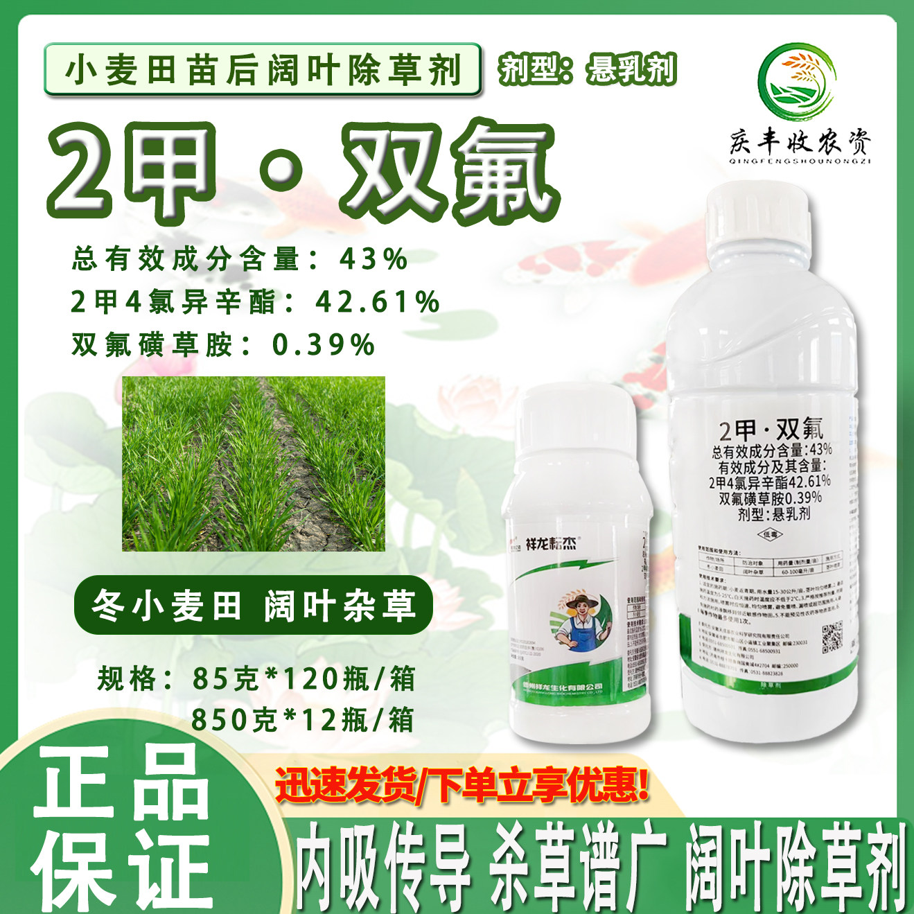 43%2甲双氟小麦田专用除草剂阔叶杂草播娘蒿荠菜猪殃殃野油菜农药