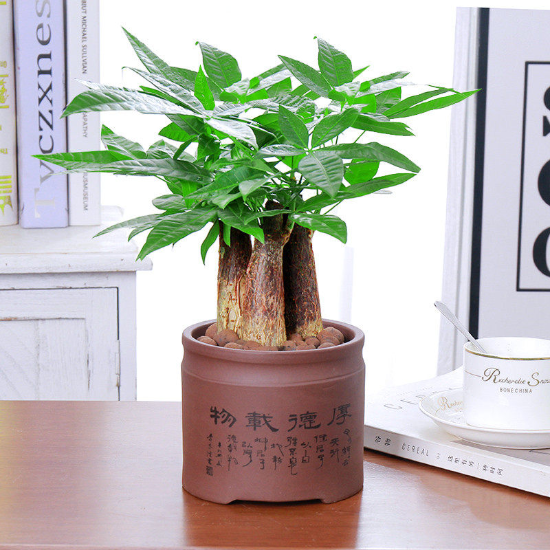 发财树盆栽植物室内客厅小盆景办公桌防辐射绿植四季常青招财花卉