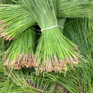 食用松针泡茶泡酒做酵素 松针茶天然新鲜深山采摘 养生茶包500g