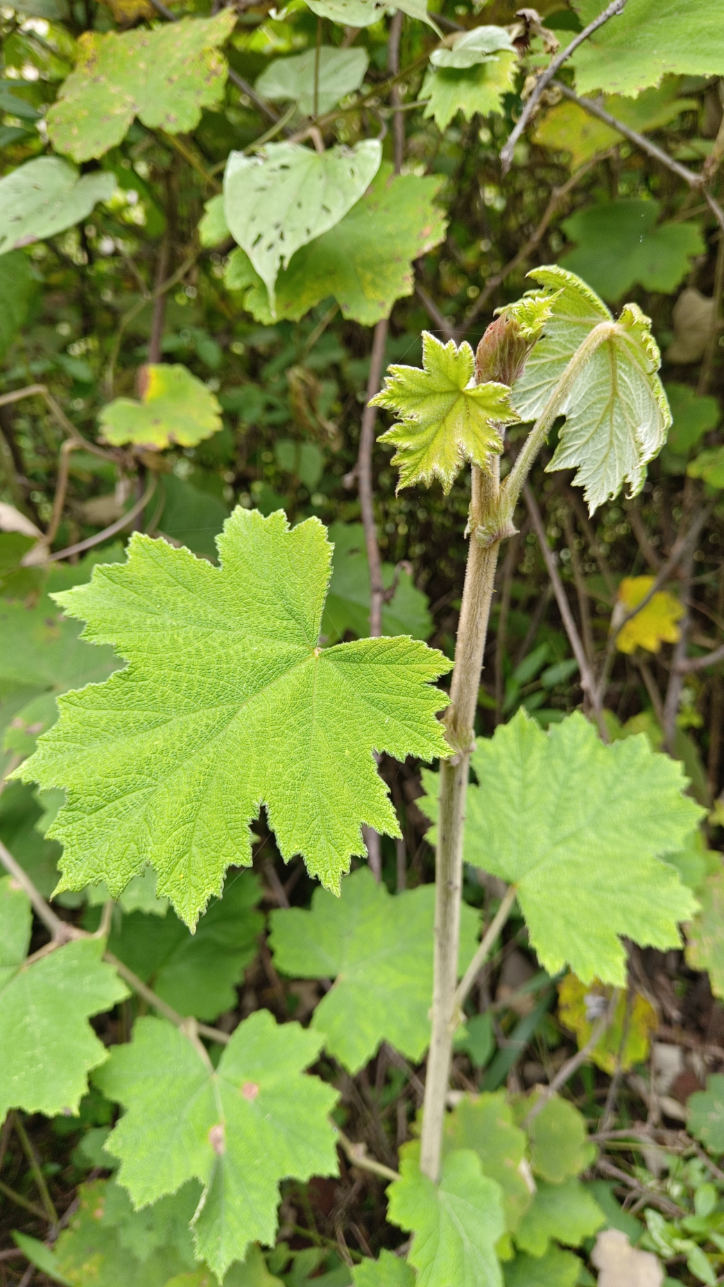 粗叶悬钩子根 中药材大叶蛇泡簕 八月泡根 乌泡刺根 新鲜500g
