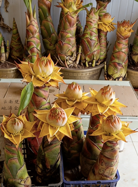 地涌金莲盆栽带花苞 大颗净化空气室内办公桌绿植非红莲 多肉植物