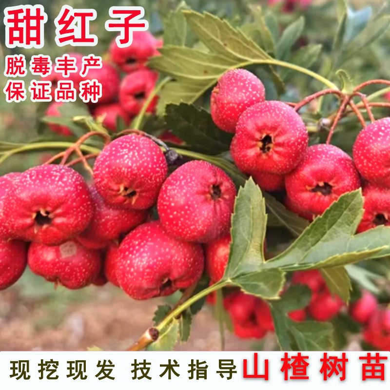 山楂树活苗嫁接甜红子口小