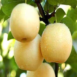 黄花梨梨子苗树梨树果苗嫁接梨树水果苗嫁接苗特大当年结果地栽