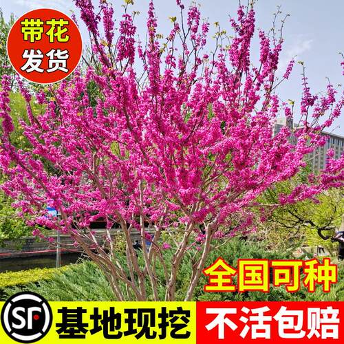 紫荆树苗庭院好养易活爬藤