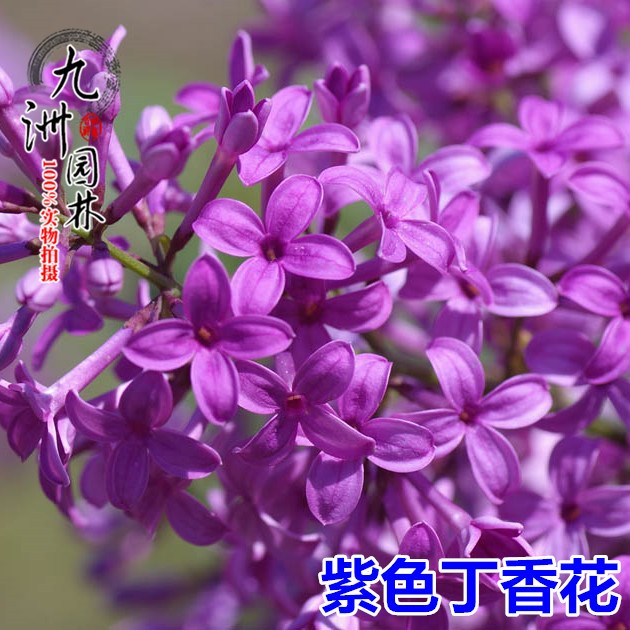 丁香花树苗盆栽地栽南北方种植紫丁香树苗浓香庭院绿化树苗风景树