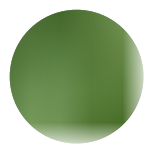 杨树小苗白杨树苗3804速生白杨树苗中华一号速生苗扦插苗杨树大苗