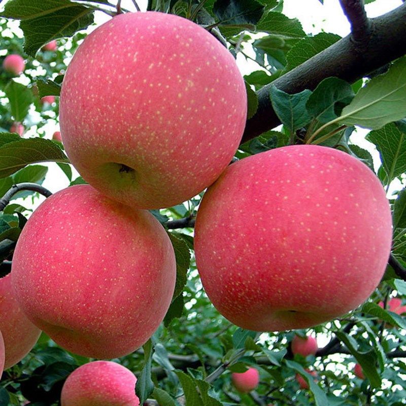 烟富10号苹果树苗 当年结果地栽果树红富士当年结果包邮