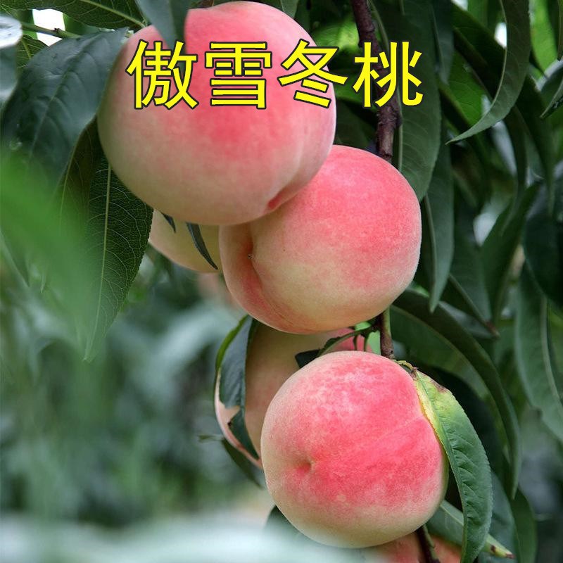 晚熟桃新品种【傲雪冬桃】 嫁接桃树苗 巨红冬桃苗南北方种植果树