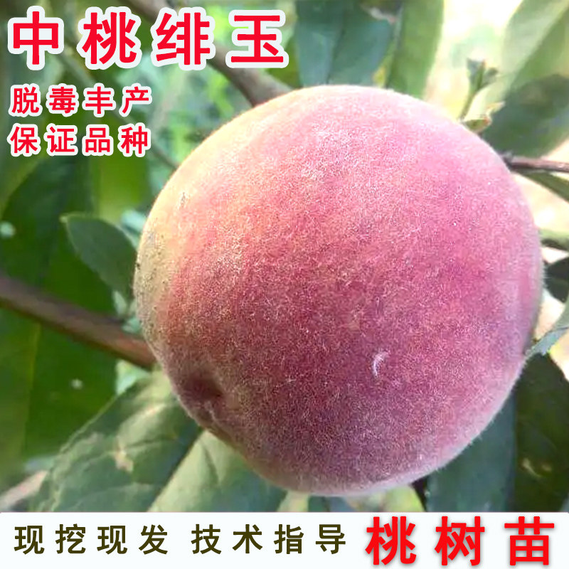 早熟5月脆桃树中桃绯玉桃树苗1-13脆甜桃苗南方北方种植当年结果