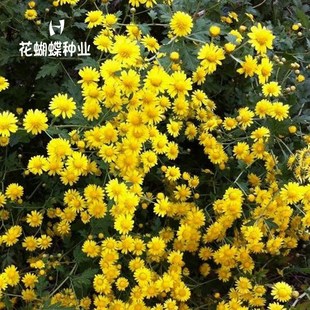 散装野菊花种子食用泡茶菊花种子山菊花多年生野花种子黄菊花种子