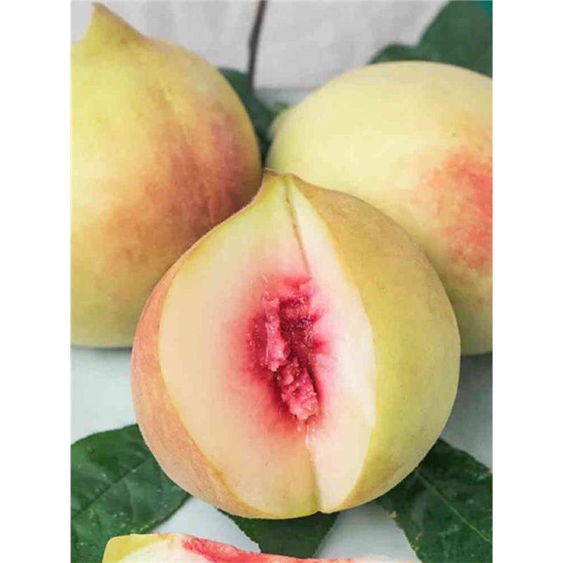 鹰嘴桃树果苗脆甜桃树苗桃子树嫁接苗南方北方种植特大树果树果苗