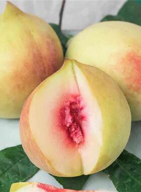 鹰嘴桃树果苗脆甜子嫁接南
