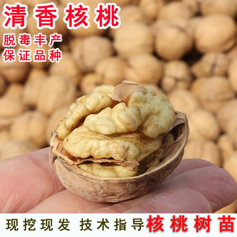 核桃苗树薄壳香玲核桃树苗嫁接纸皮清香薄皮南方北方种植当年结果