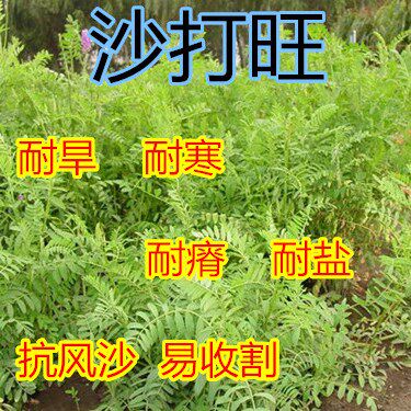 进口种子 豆科优质沙打旺种子 麻豆秧沙地护坡灌木种子草种籽