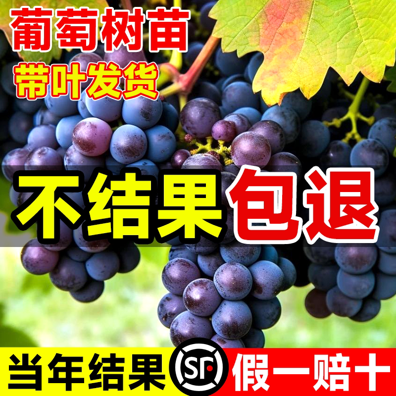 葡萄树苗适合南方种的巨峰图片
