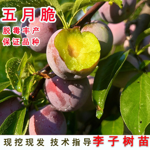 嫁接五月脆李子树苗早熟脱骨青脆凤凰李子苗南北方当年结果果树苗