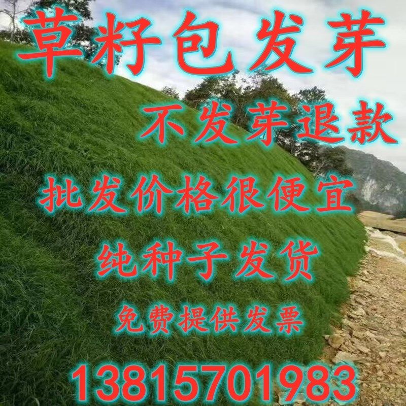 混播护坡草籽固土矿山复绿耐旱耐寒黑麦草狗牙根四季青草皮种子