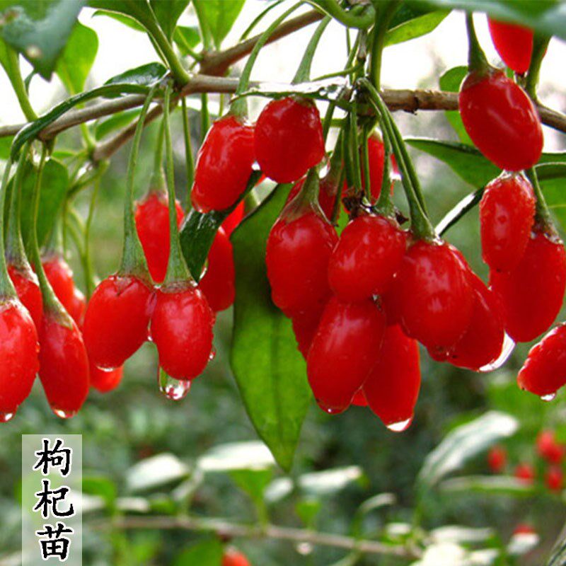 黑枸杞红枸杞树苗地栽食用南北方地栽盆栽水果野生枸杞当年结果苗