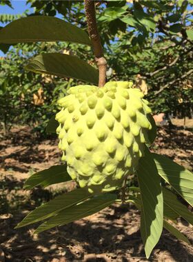 佛陀果番荔枝苗台湾释迦果苗番荔枝树苗佛头果凤梨释迦果树苗包邮