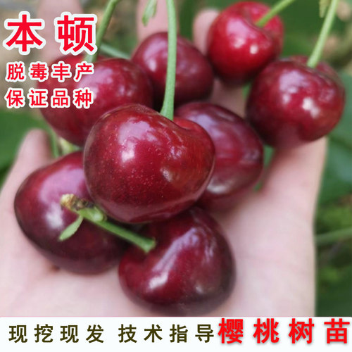 南方早熟热带大樱桃苗本顿