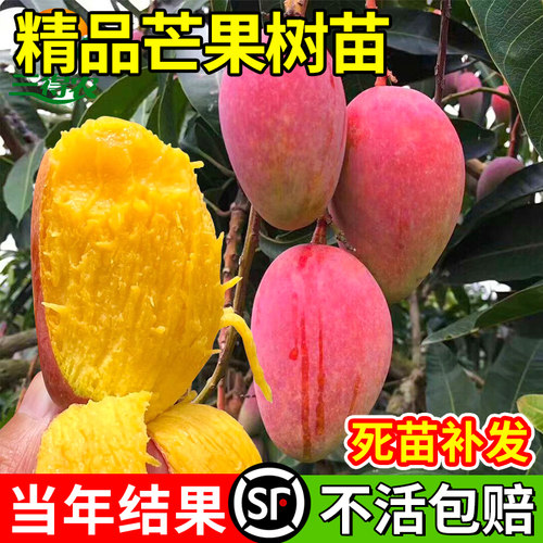 嫁接芒果树苗金煌四季红贵妃