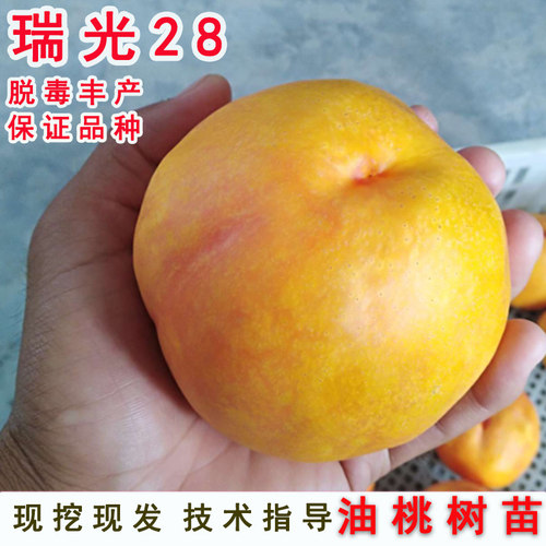 晚熟特大黄金油桃树苗瑞光