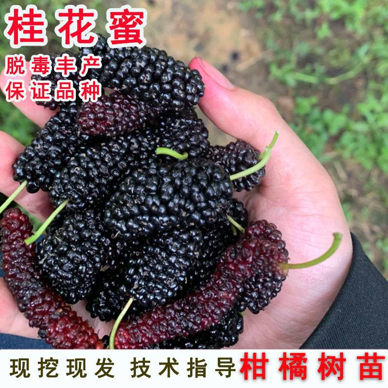 四季纯甜桑葚树苗嫁接桂花