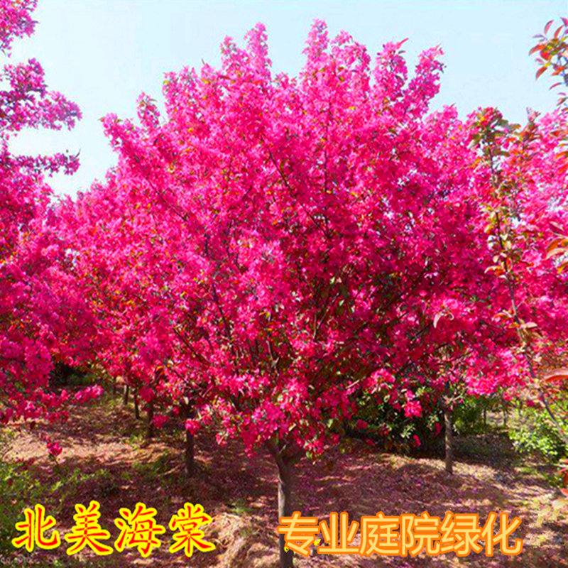 海棠树苗垂丝海棠西府海棠盆栽庭院开花植物北美海棠树苗四季海棠