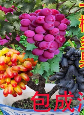 嫁接矮化盆栽葡萄果树苗特大南北方栽种庭院搭架阳台无架地栽菜园