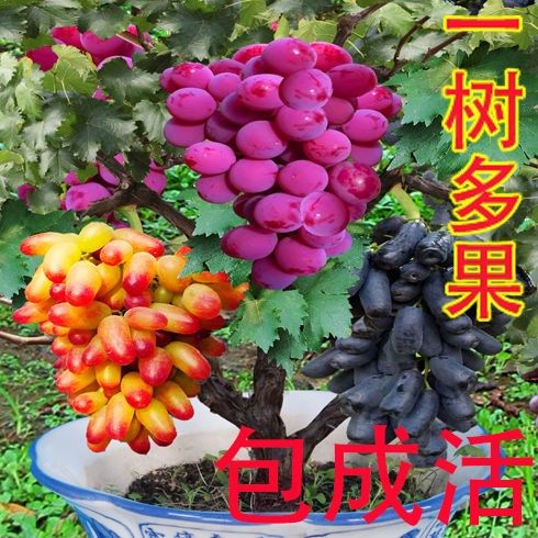 矮化南北方耐热庭院阳台菜园地栽