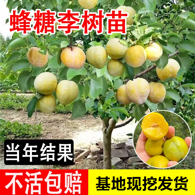 蜂糖李子树苗新品种特大号三华冰糖三月水果树果苗北南方种植庭院