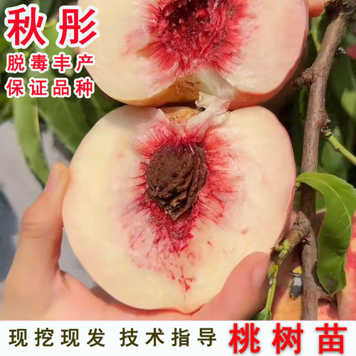 嫁接离核水蜜桃秋彤树苗特