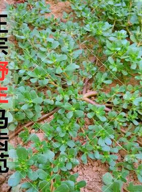 正宗野生食用马齿苋种子