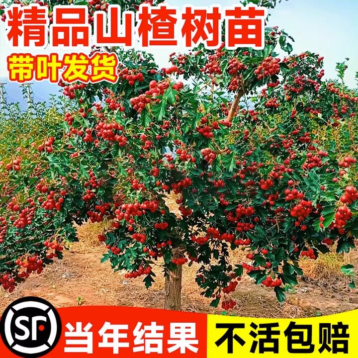 山楂树活苗果苗嫁接山楂树苗黄山楂大五棱甜红子山楂苗庭院大果树