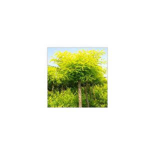 绿化苗木-黄金槐苗\金枝国槐树苗\金枝槐|垂槐龙爪槐庭院植物花卉