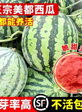 美都西瓜种籽四季无8424麒